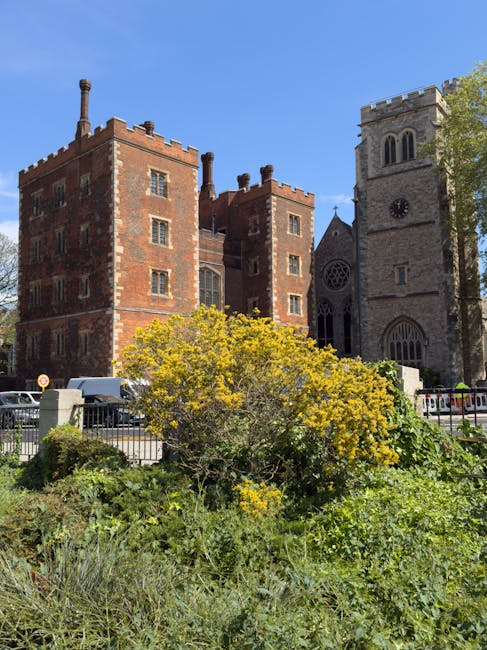 A large, rounded shrub with bright yellow-flowered clusters occupies the foreground of the image, situated in a small garden area bordered by a low metal railing. The shrub's dense foliage includes green leaves and some darker, leafy parts, and it appears well-maintained. Behind the shrub, there are parked vehicles, including a white van and a dark car, positioned along a paved street. In the background, a historic red-brick building with a castle-like appearance features multiple small, rectangular windows, battlement-style parapets along the roofline, and several chimneys rising above. To the right of this building, there is a tall stone church tower with a clock face, crenellations at the top, and arched windows beneath, along with a smaller gothic-style entrance. The scene is set under a clear blue sky, with ample sunlight illuminating the buildings and the garden. This environment suggests a typical urban setting where private or independent waste collection services, like those from Waste Collection Lambeth, might be involved in rubbish removal or on-site clearance activities near historic buildings.